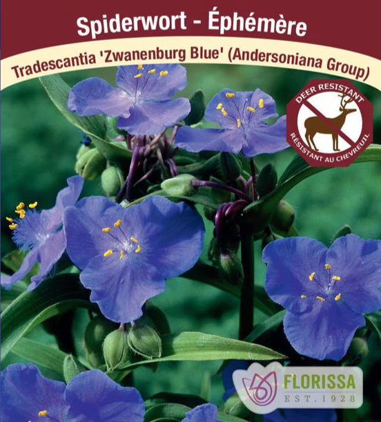Tradescantia - Zwanenburg Blue, 1 Pack