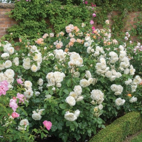 Tranquility - David Austin Rose - Image 2