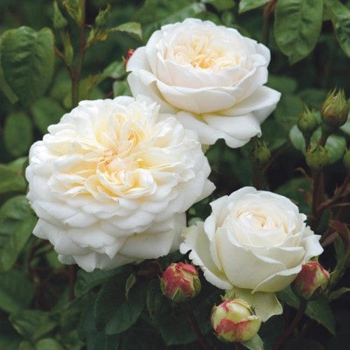 Tranquility - David Austin Rose - Image 3