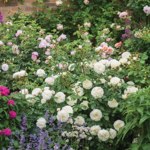Tranquility - David Austin Rose - Image 4