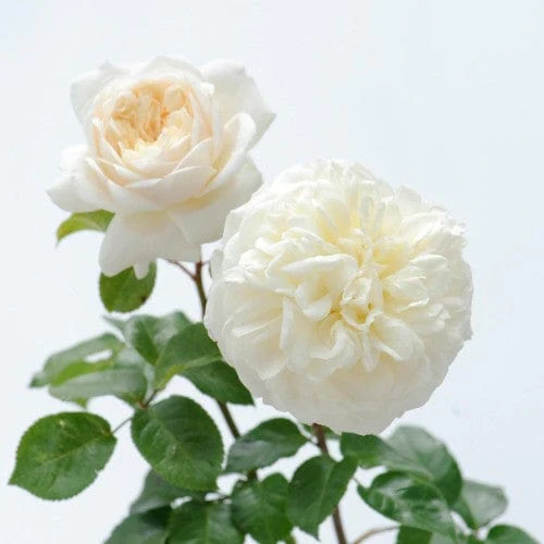 Tranquility - David Austin Rose - Image 5