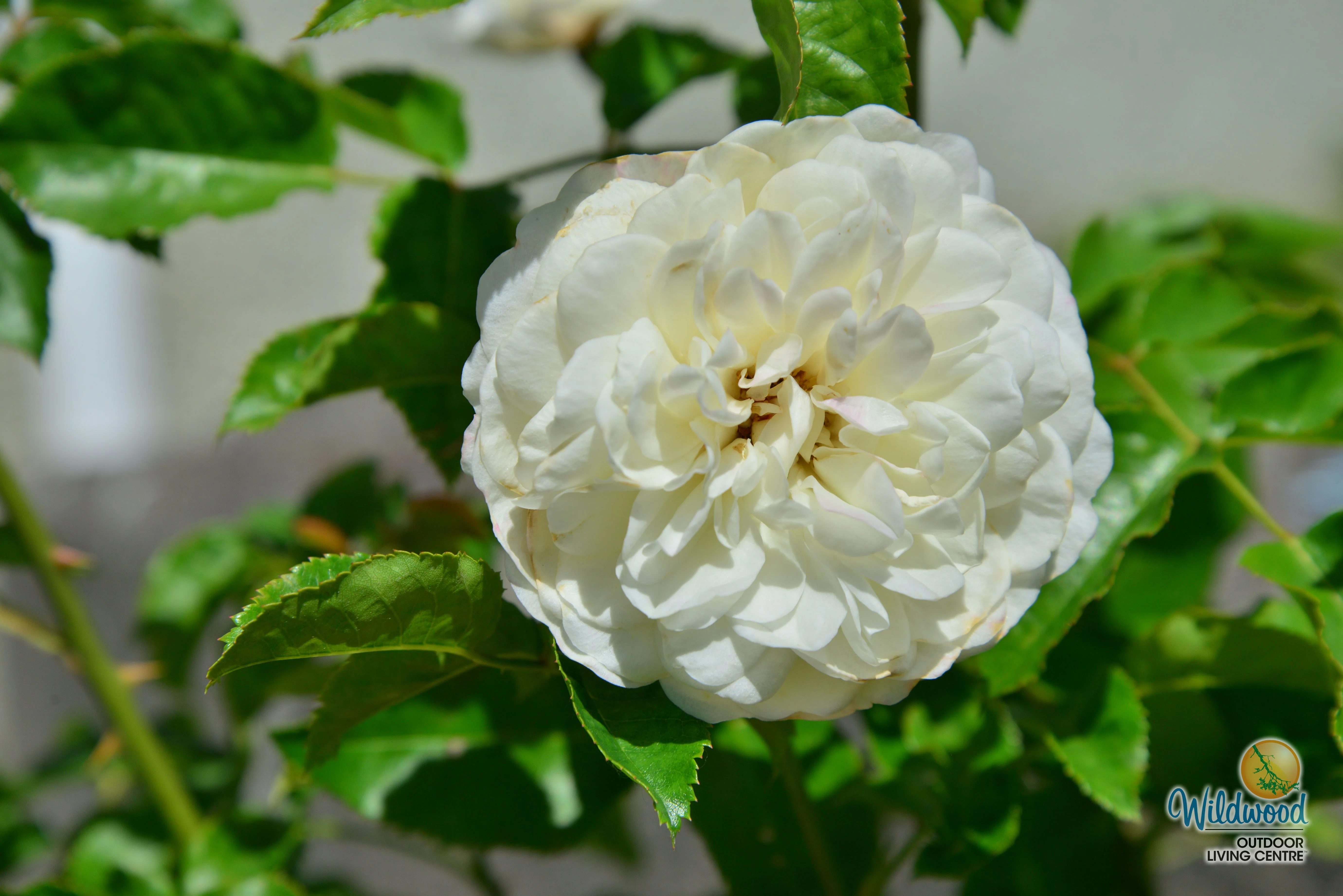 Tranquility - David Austin Rose - Image 6