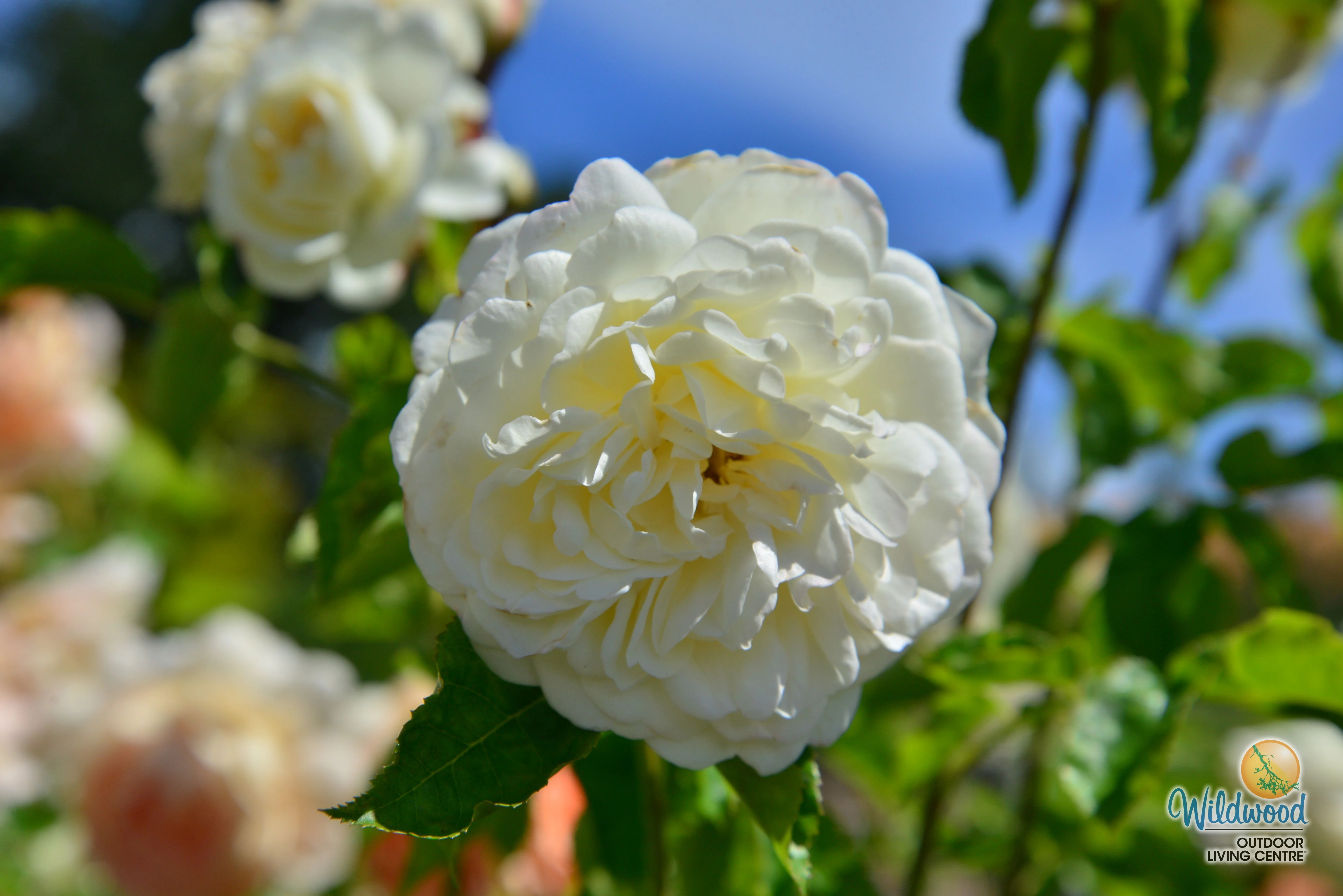 Tranquility - David Austin Rose - Image 7