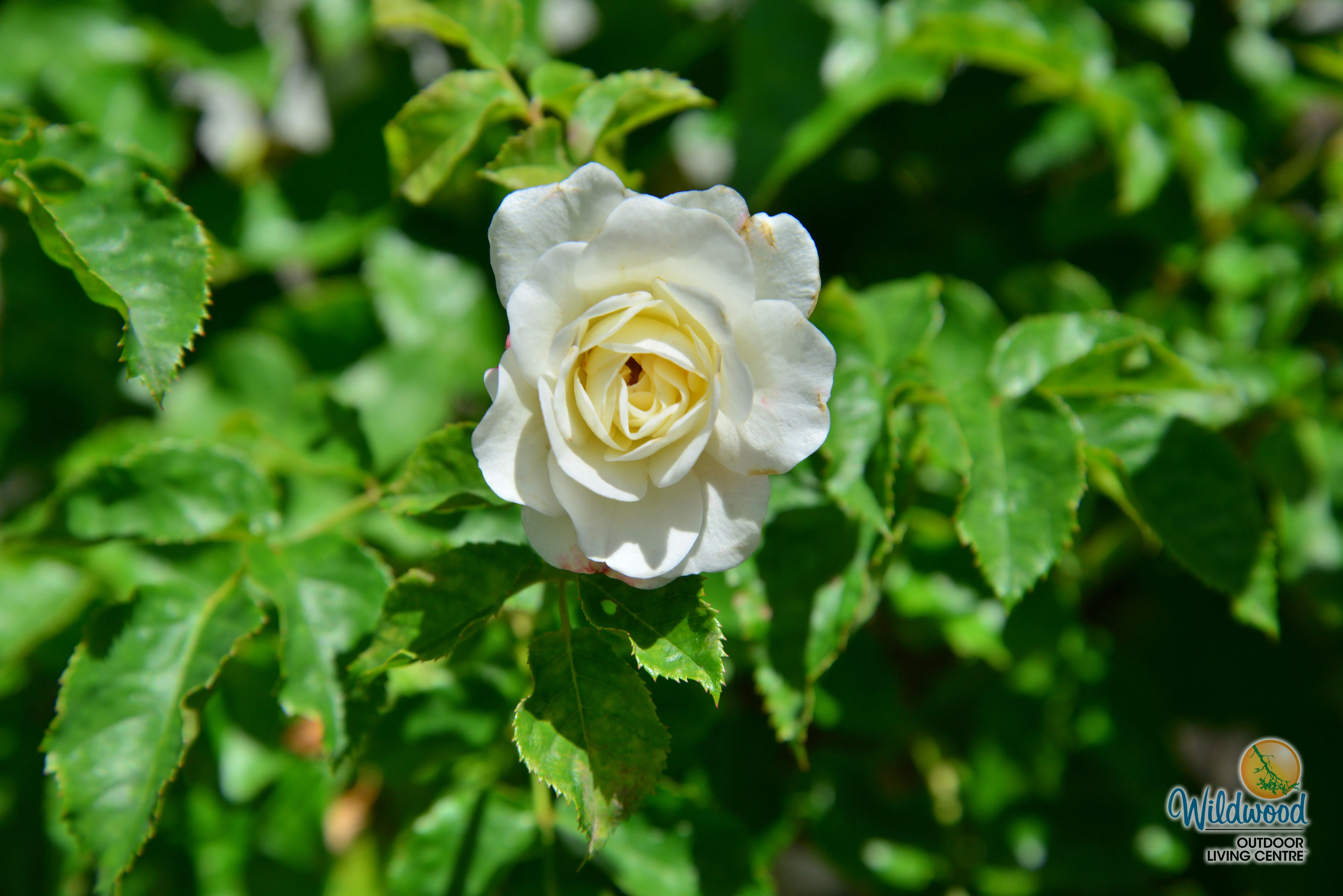 Tranquility - David Austin Rose - Image 8