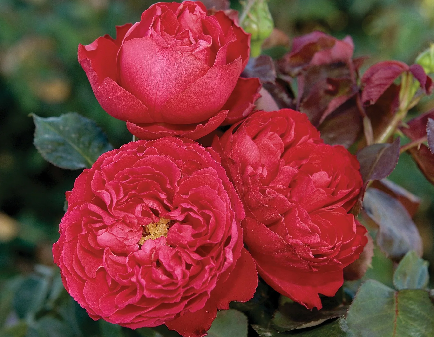 Traviata® - Star Roses and Plants - Image 2