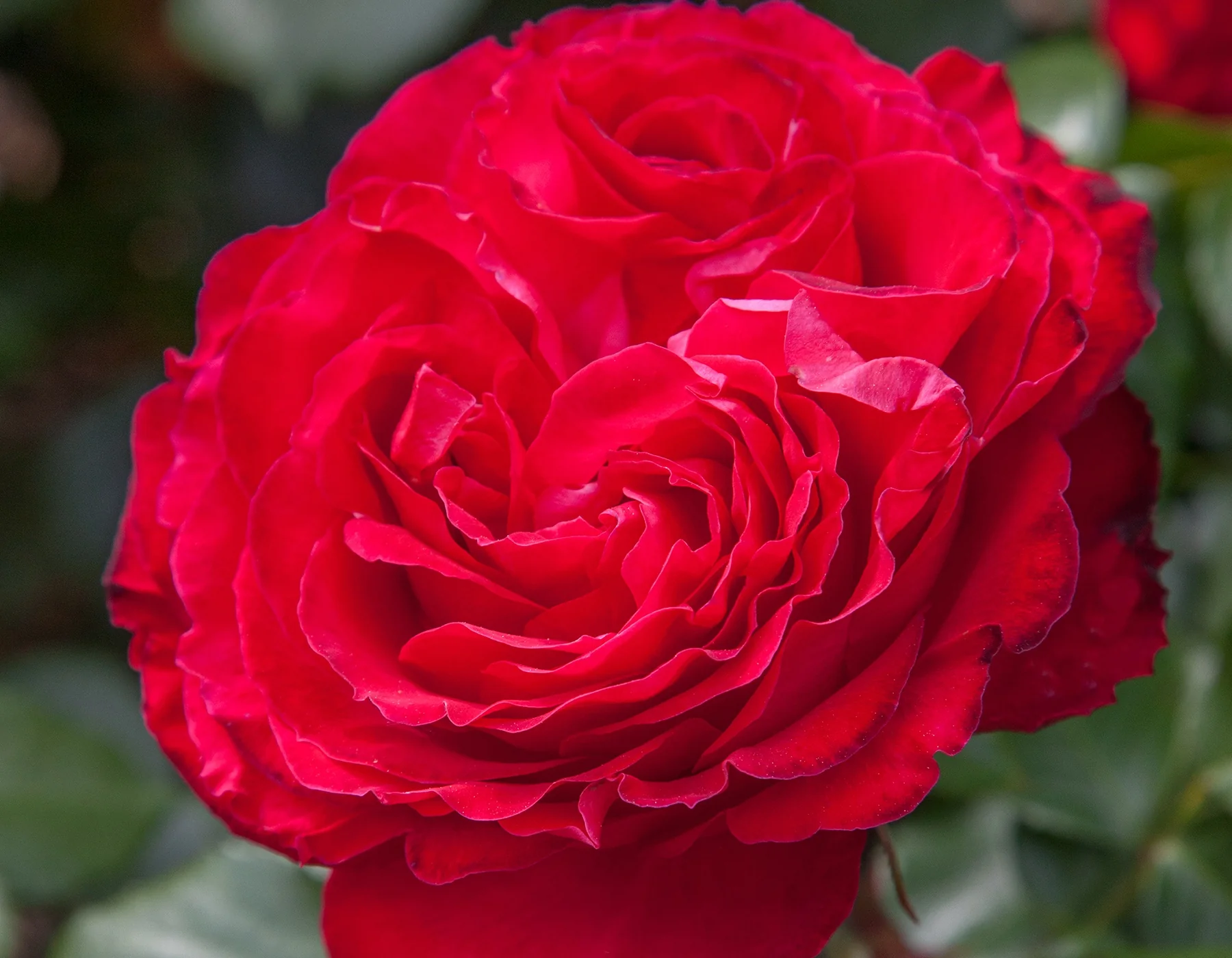 Traviata® - Star Roses and Plants - Image 3
