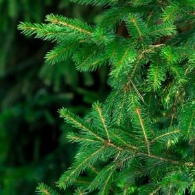 Tree Seed Balsam Fir - Ontario Seed Company