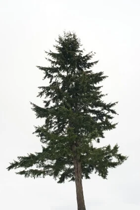Tree Seed Douglas Fir - Ontario Seed Company