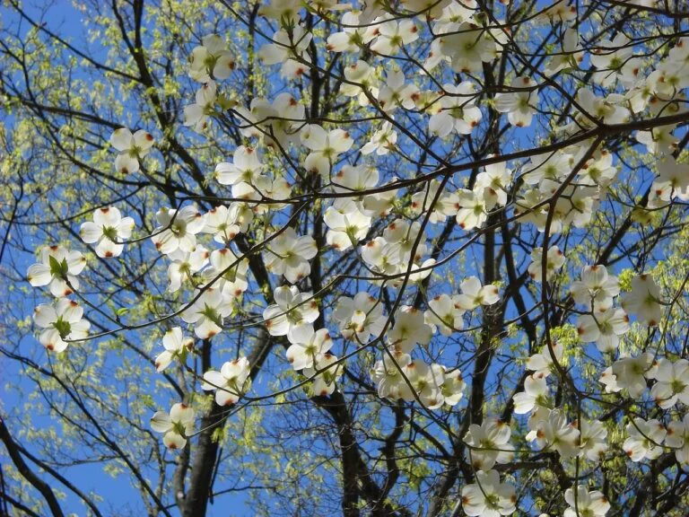 Tree Seed Flowering Dogwood - Ontario Seed Company