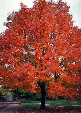 Tree Seed Red Maple - Ontario Seed Company