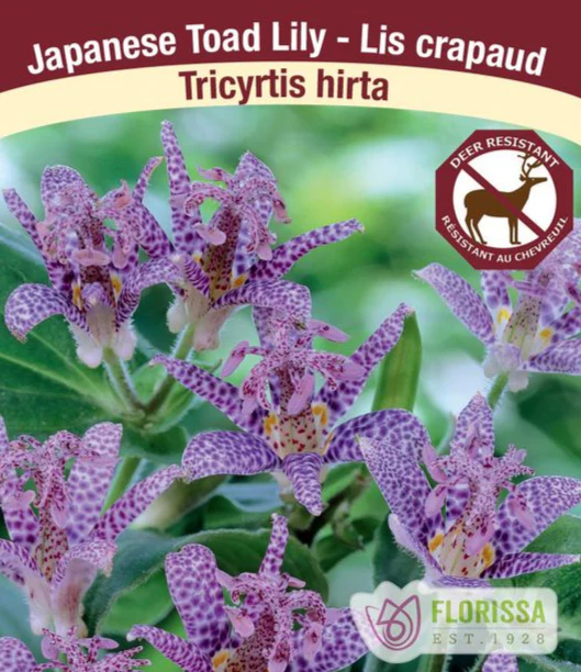 Tricyrtis - Hirta, 1 Pack