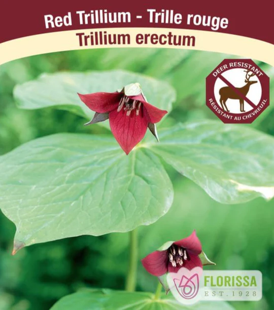 Trillium erectum, 1 Pack