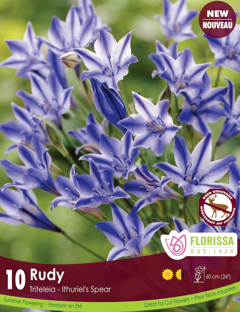 Triteleia - Rudy, 10 Pack