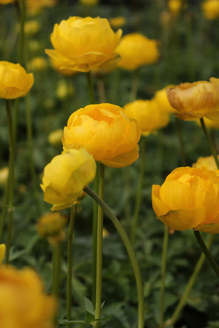 Trollius - Lemon Queen, 1 Pack - Image 2