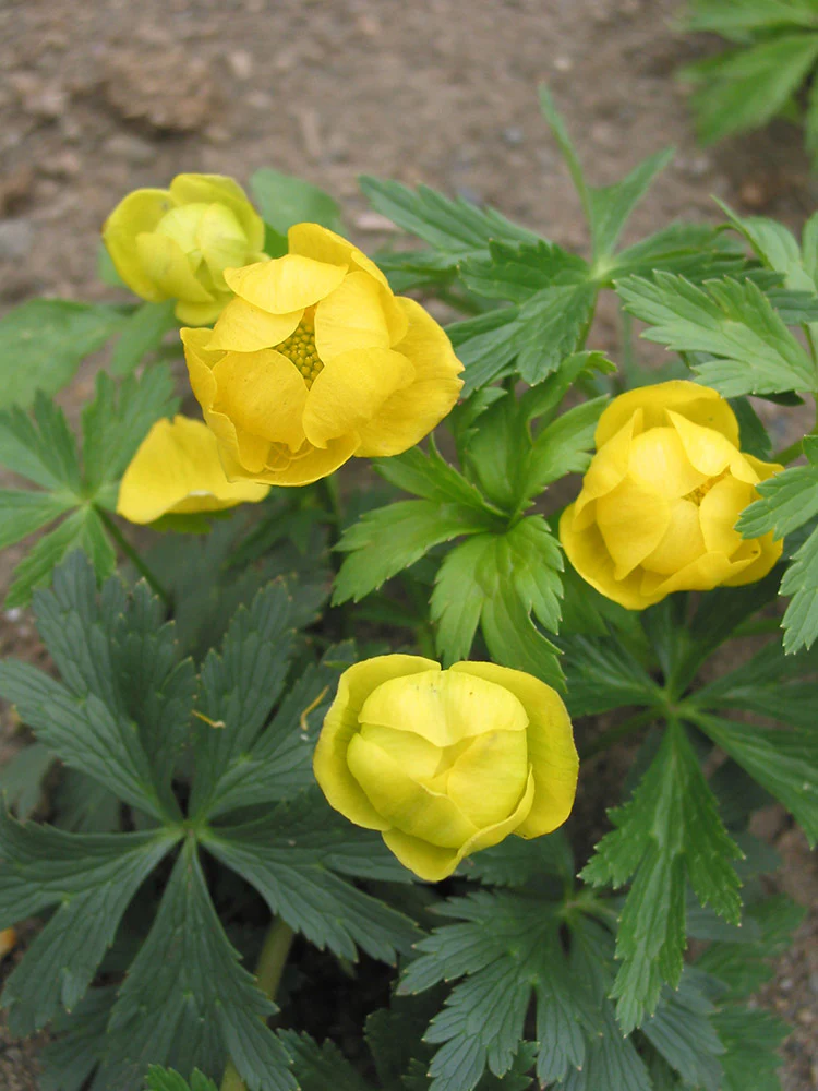 Trollius - Superbus, 1 Pack - Image 2