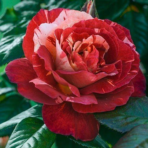 Tropical Lightning - Weeks Rose - Image 2