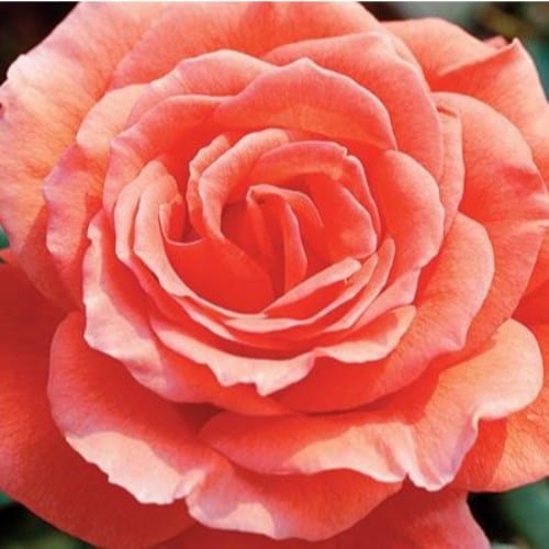 Tropicana - Weeks Rose - Image 2