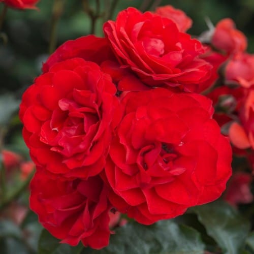 Trumpeter - Weeks Rose - Image 2