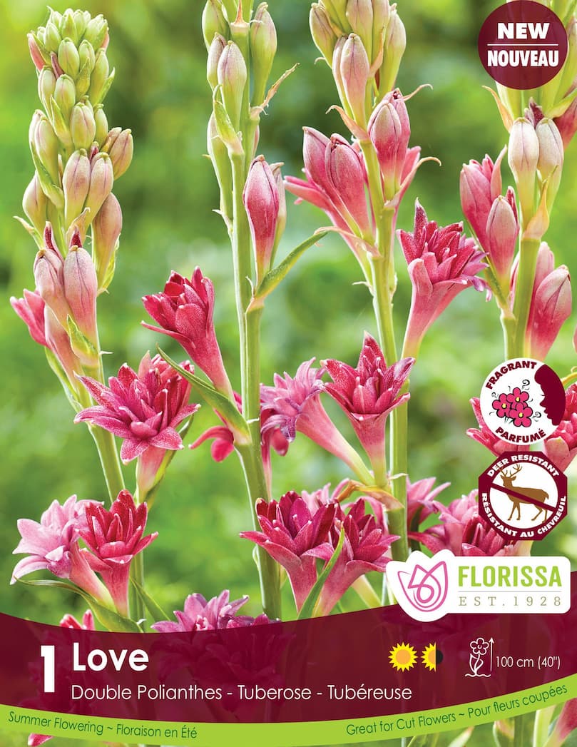 Tuberosa Double - Love, 1 Pack