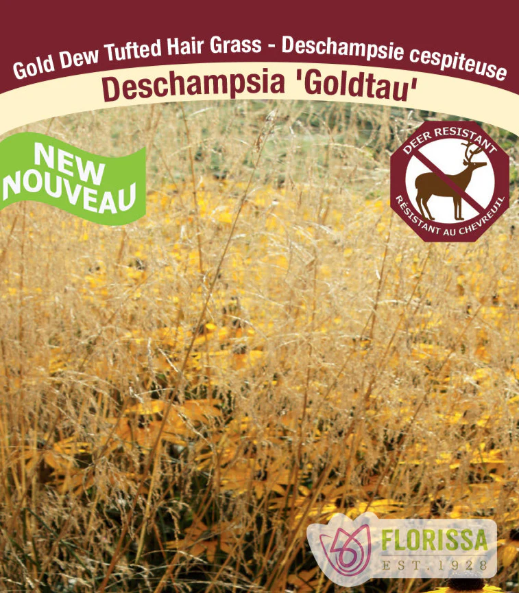 Tuft Hair Grass - Goldtau, 1 Pack