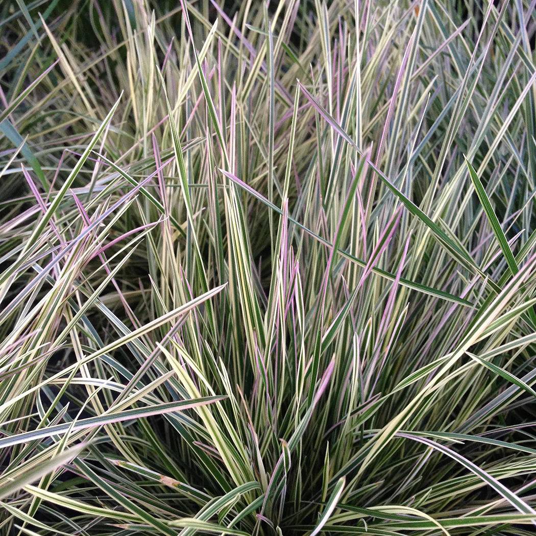Tuft Hair Grass - Northern Lights, 1 Pack - Image 2