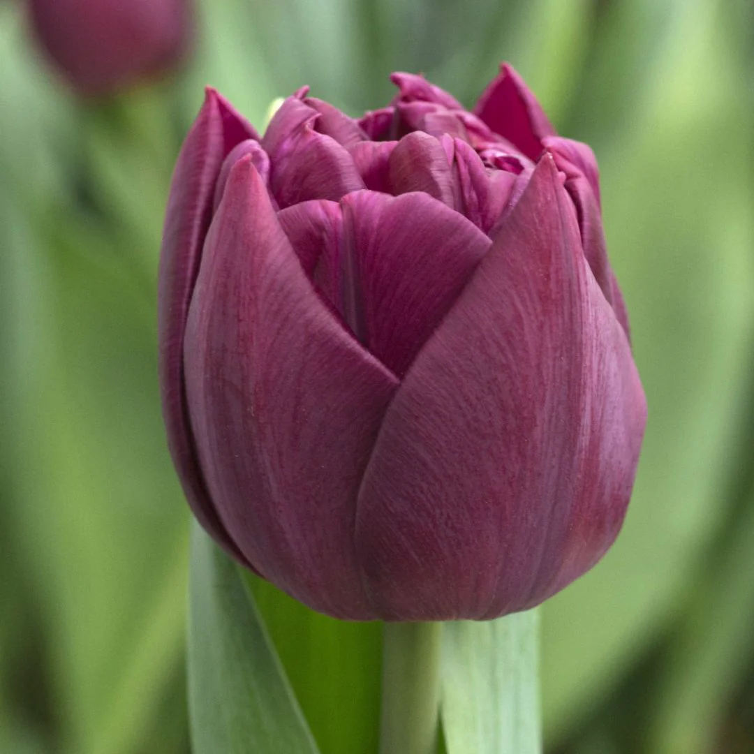 Tulip - Alison Bradley, 6 Pack - Image 2