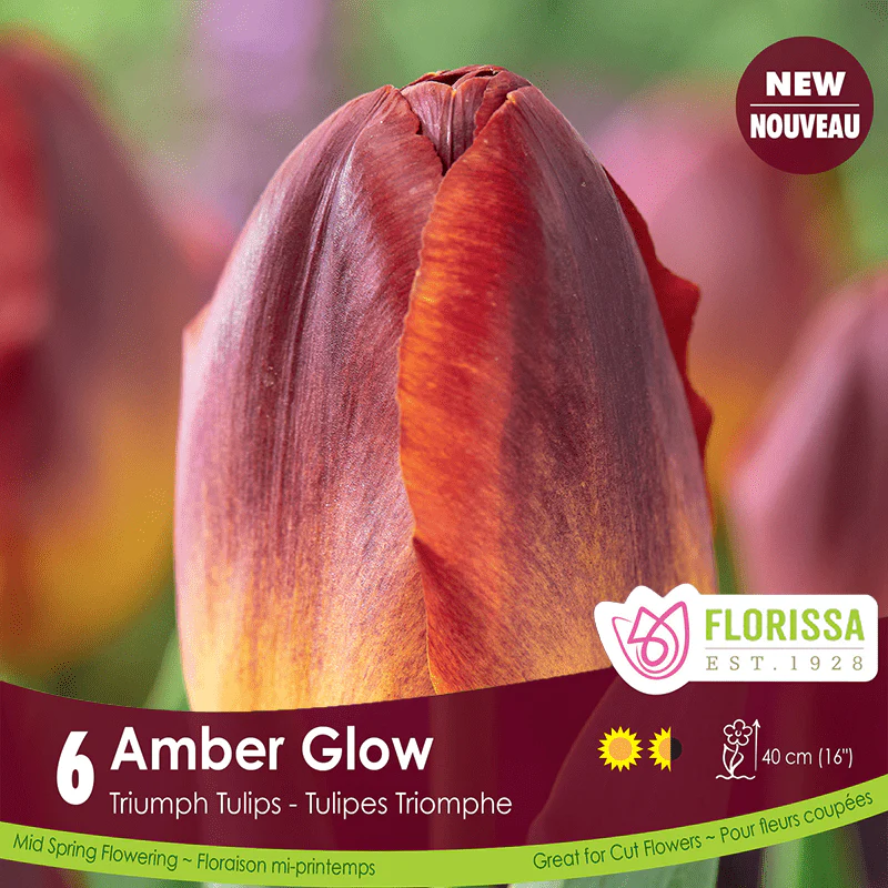 Tulip - Amber Glow, 6 Pack