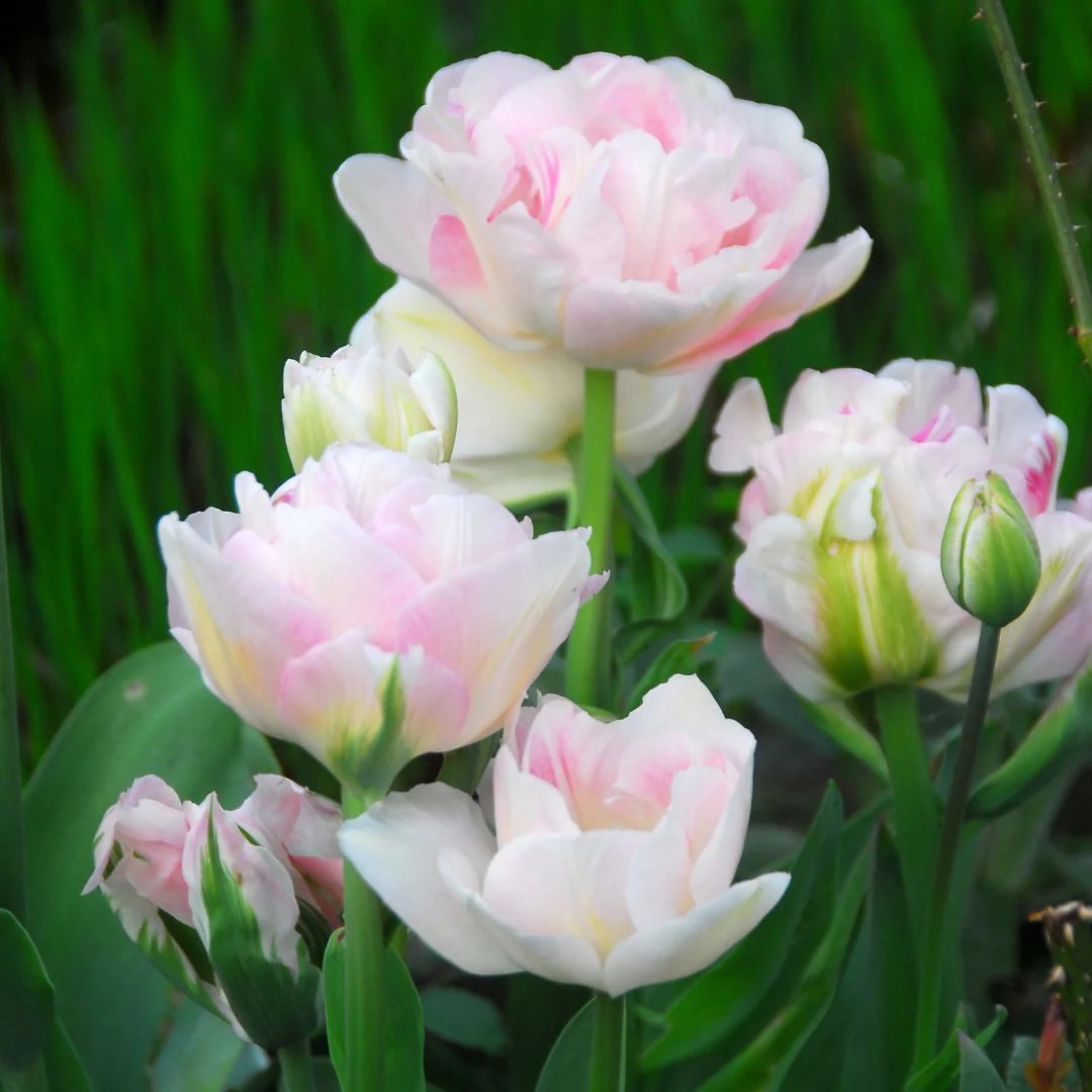 Tulip - Angelique, BONUS 12 Pack - Image 2