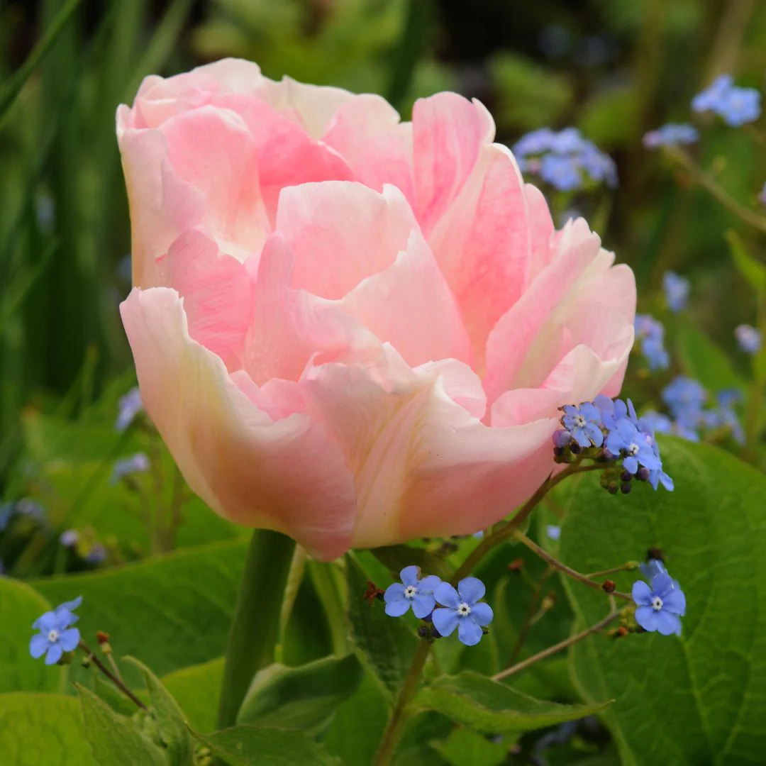 Tulip - Angelique, BONUS 12 Pack - Image 3