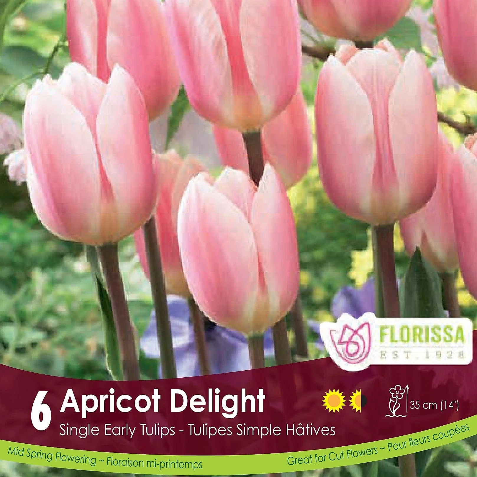 Tulip - Apricot Delight, 6 Pack