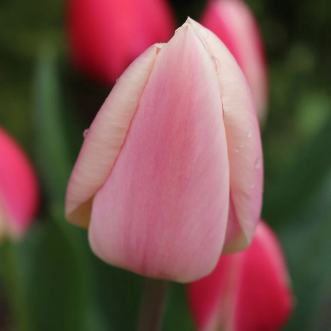 Tulip - Apricot Delight, 6 Pack - Image 2