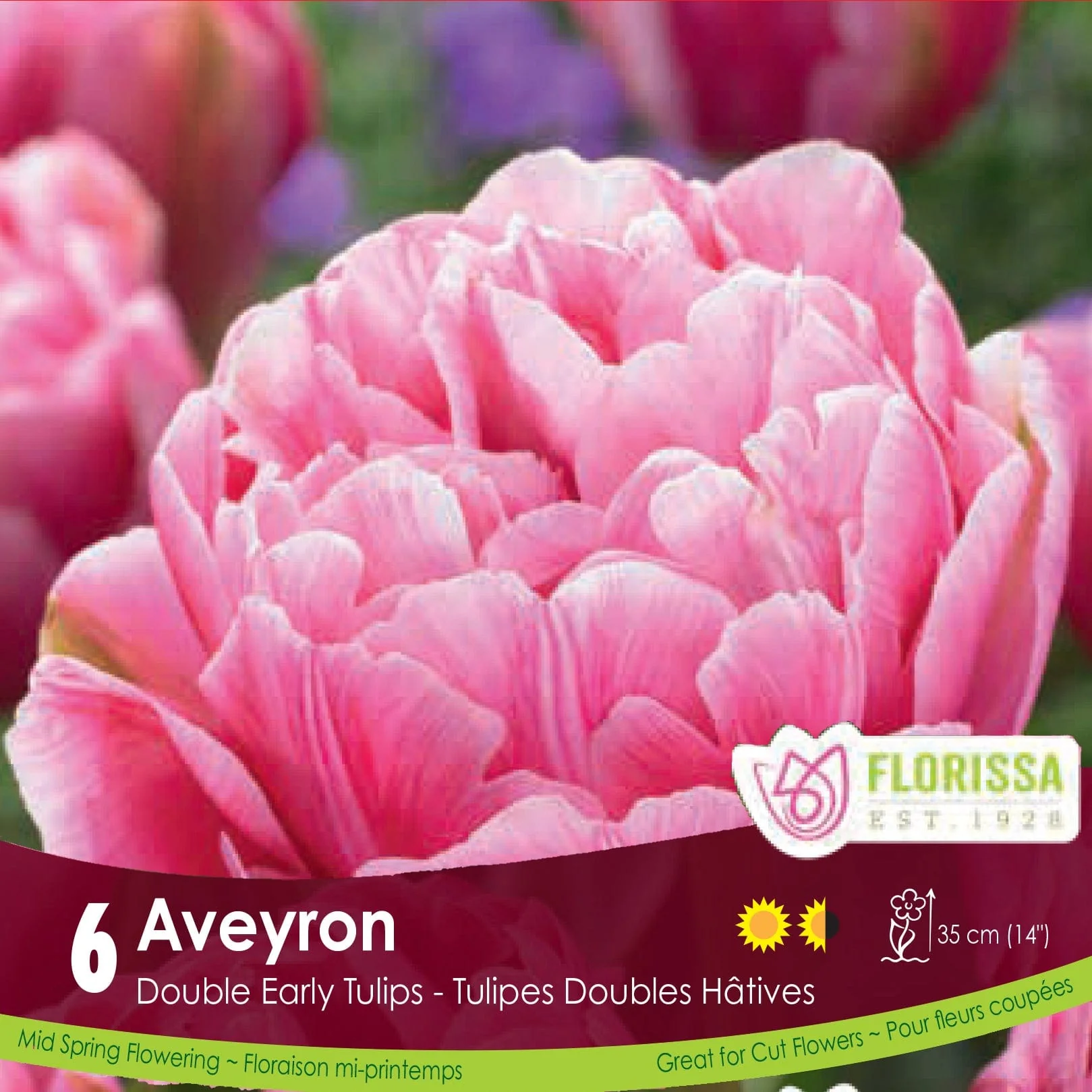 Tulip - Aveyron, 6 Pack