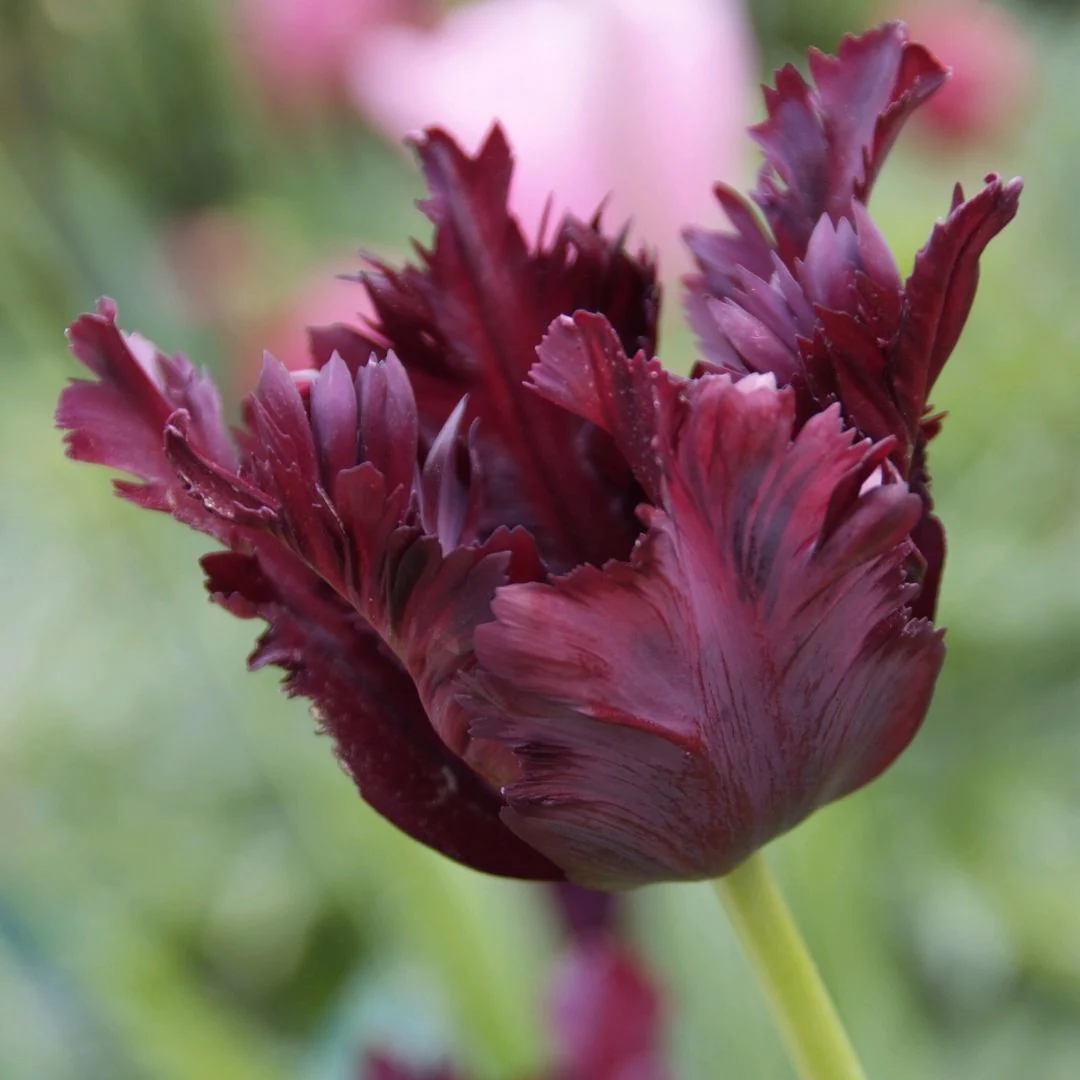 Tulip - Black Parrot, 6 Pack - Image 2