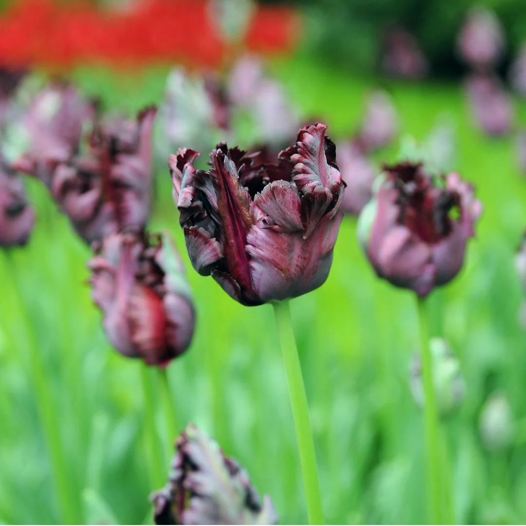 Tulip - Black Parrot, 6 Pack - Image 3
