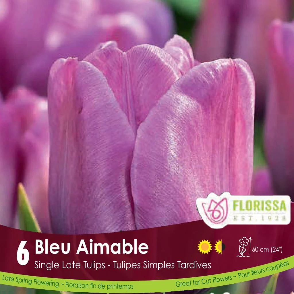 Tulip - Bleu Aimable, 6 Pack