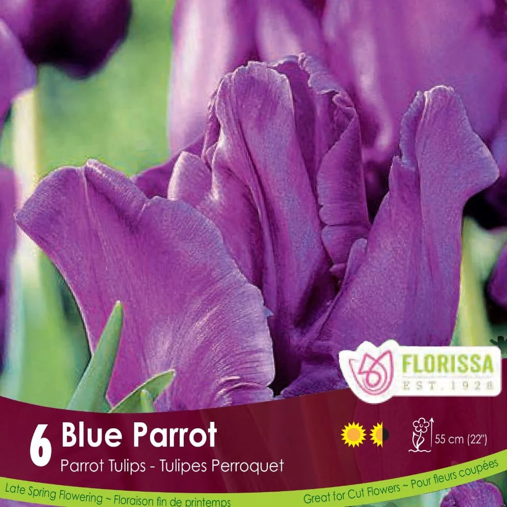 Tulip - Blue Parrot, 6 Pack