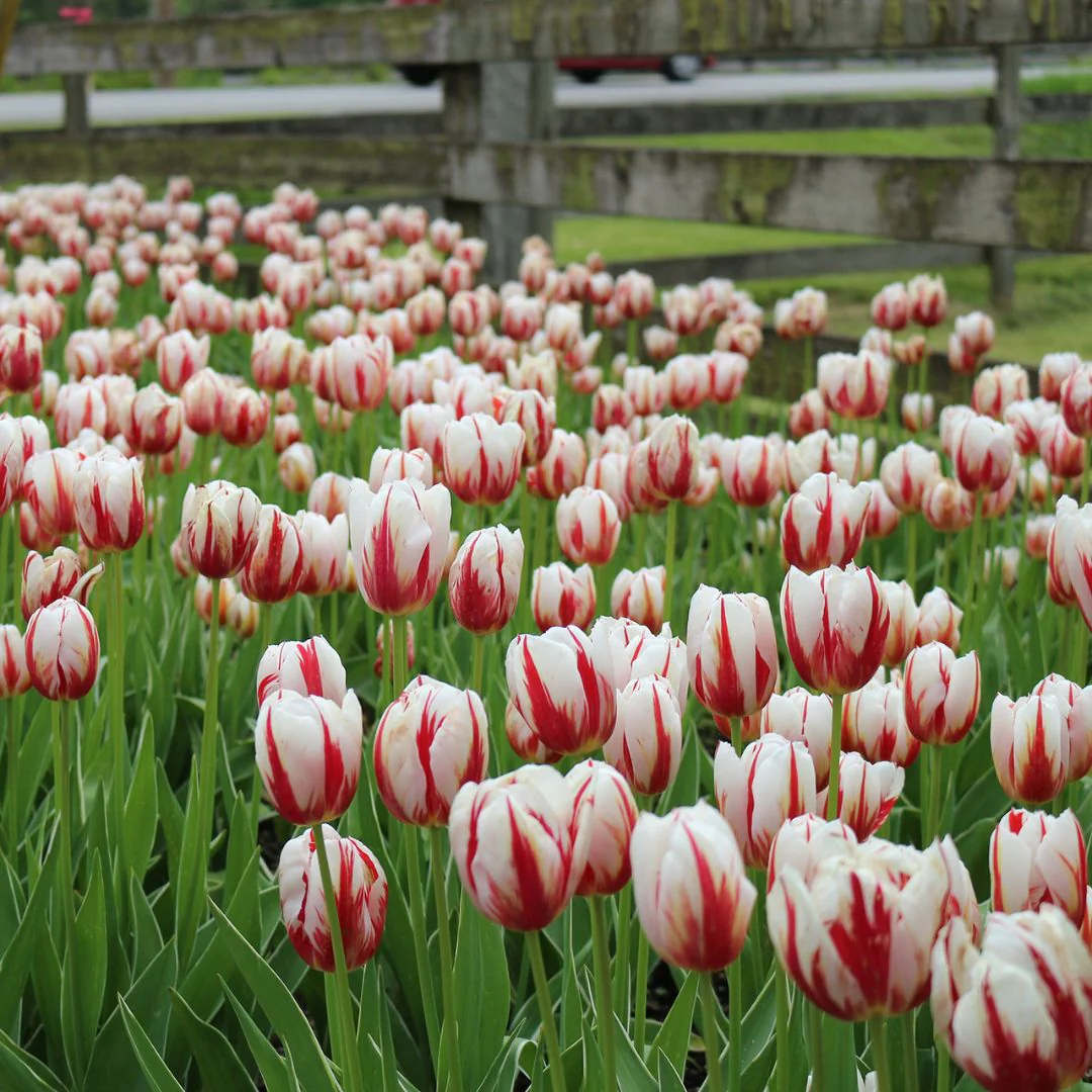 Tulip - Canadian Celebration, 6 Pack - Image 2