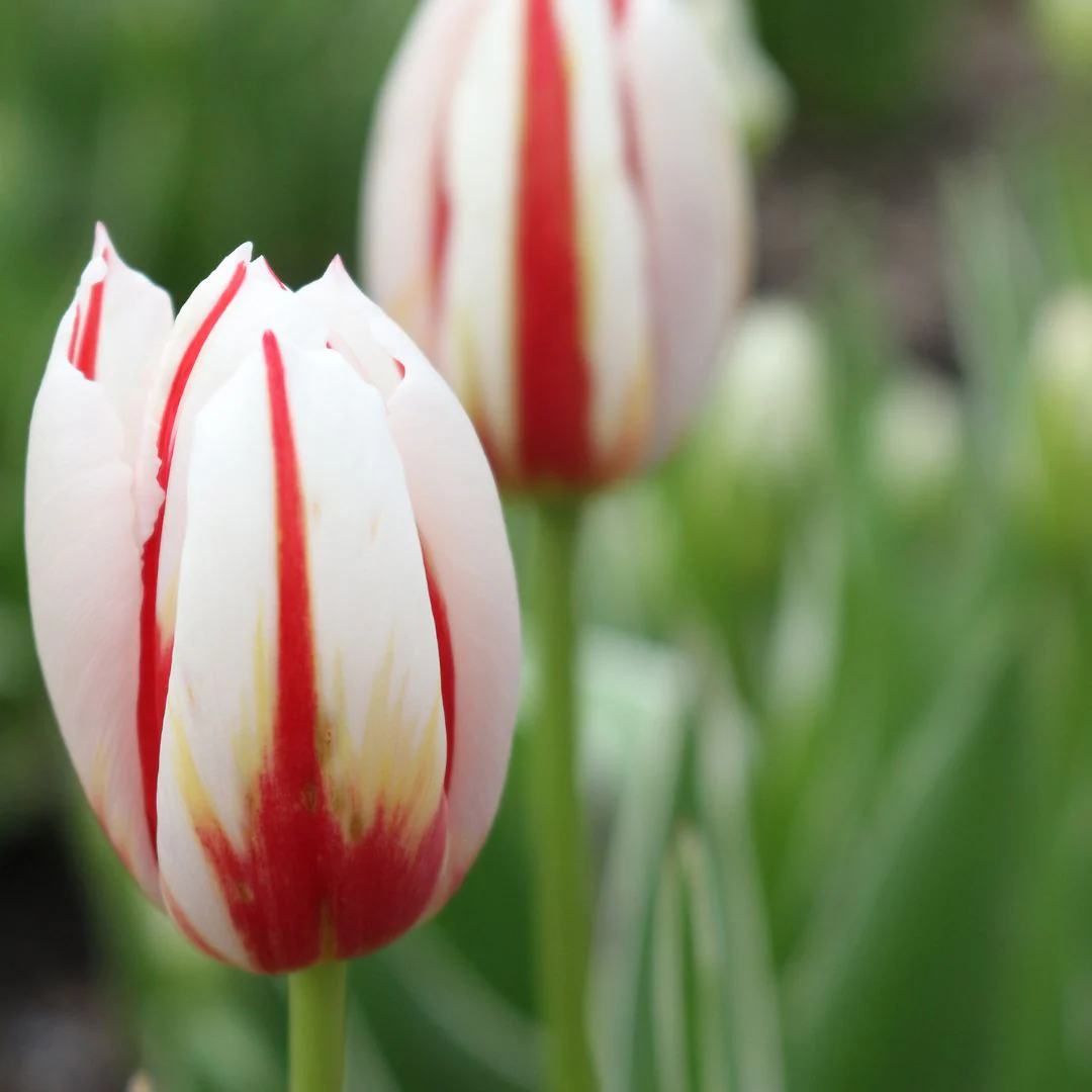 Tulip - Canadian Celebration, 6 Pack - Image 3