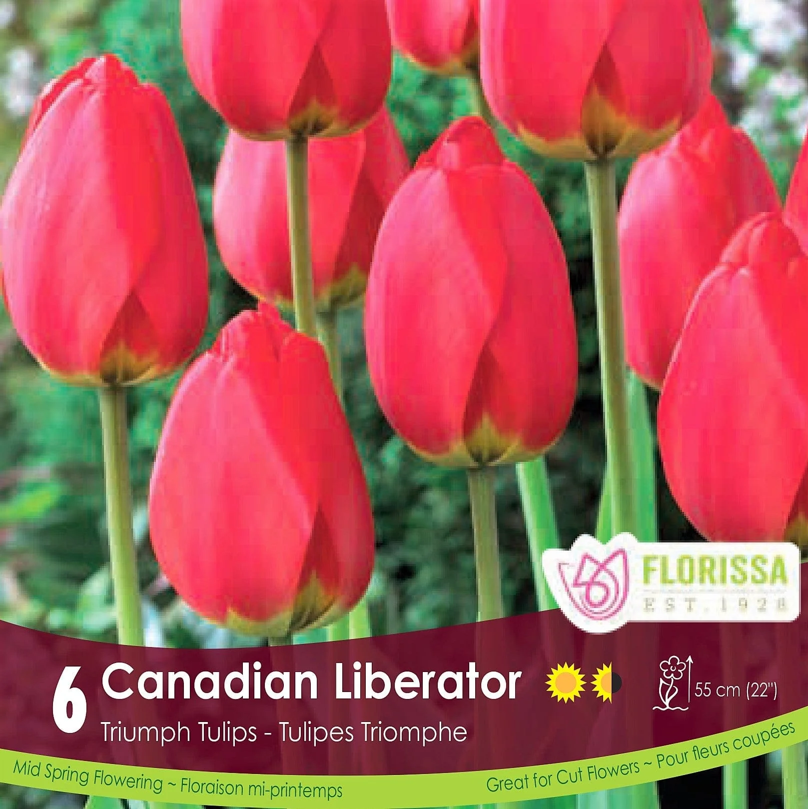 Tulip - Canadian Liberator, 6 Pack