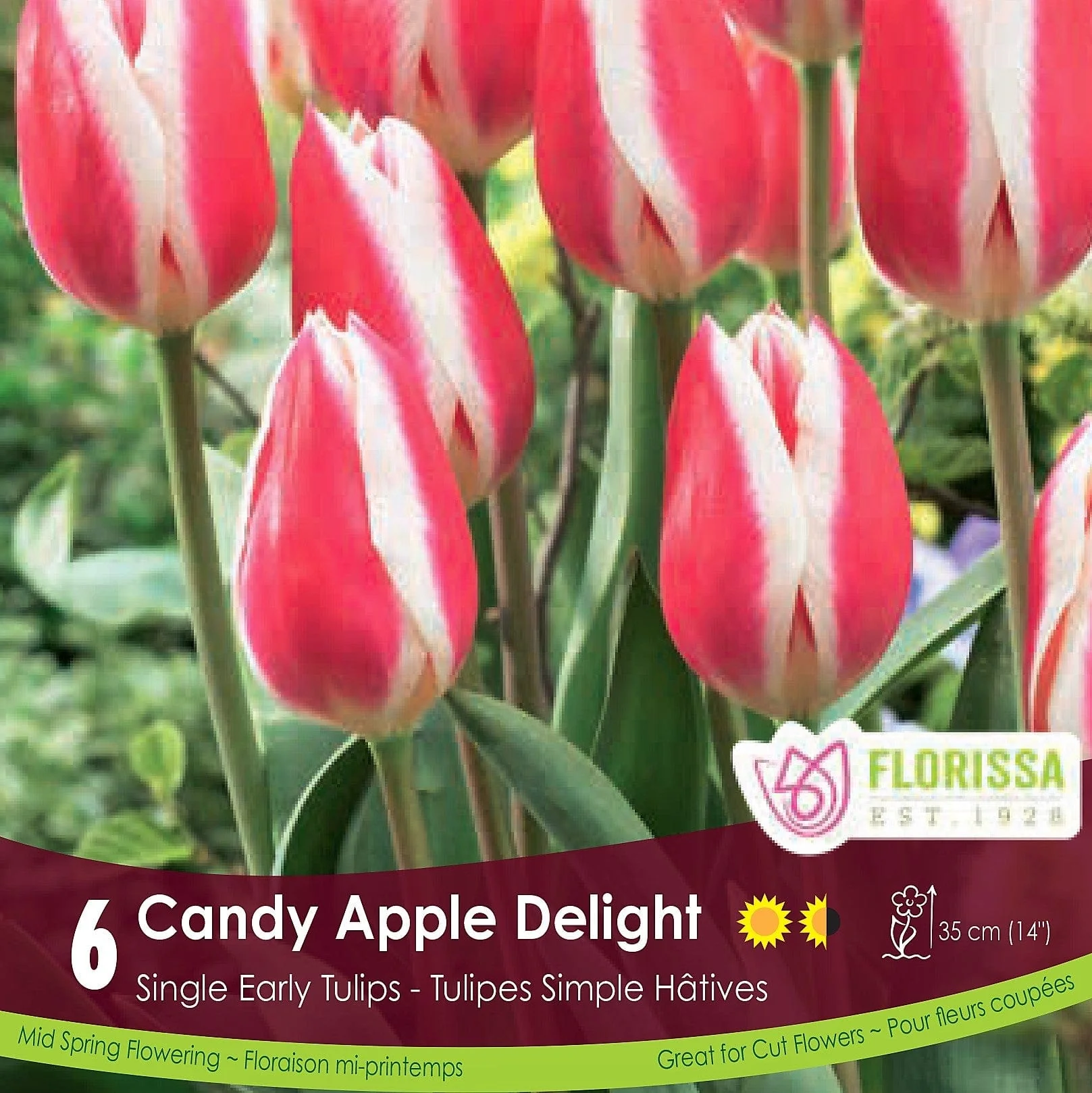 Tulip - Candy Apple Delight, 6 Pack