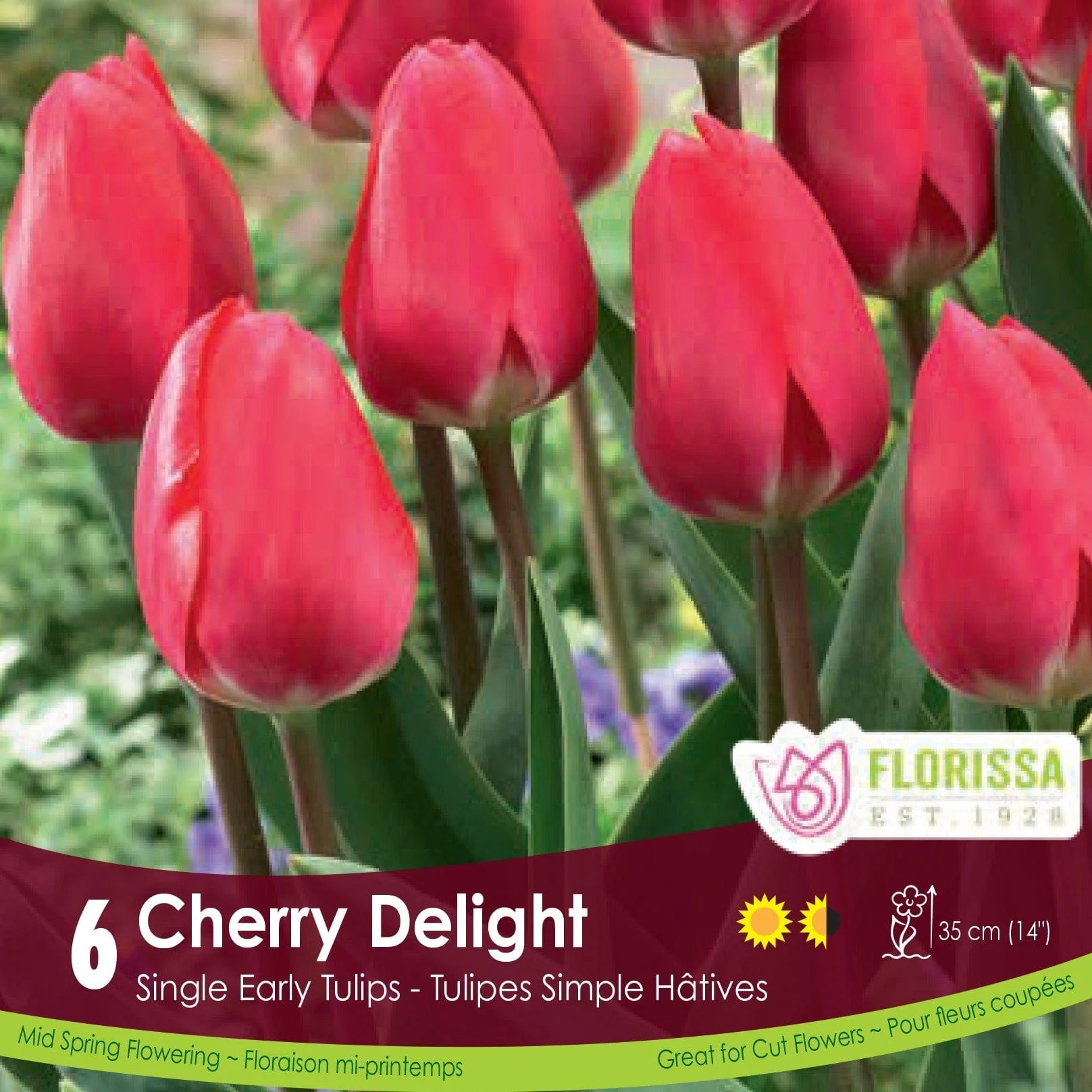 Tulip - Cherry Delight, 6 Pack