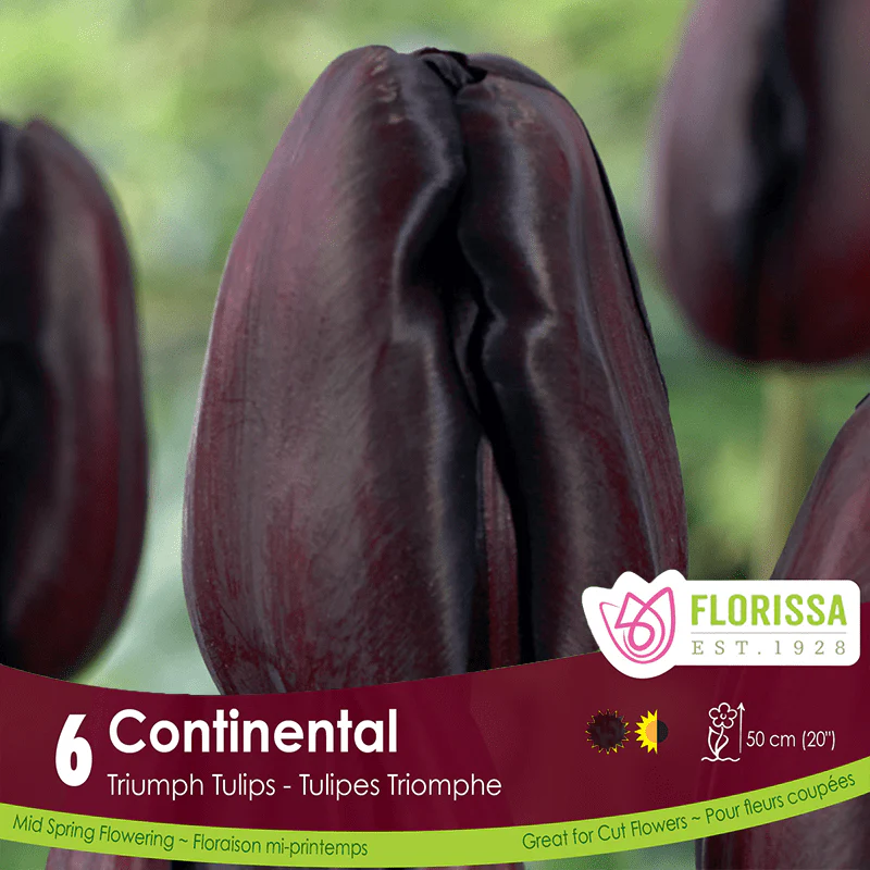 Tulip - Continental, 6 Pack