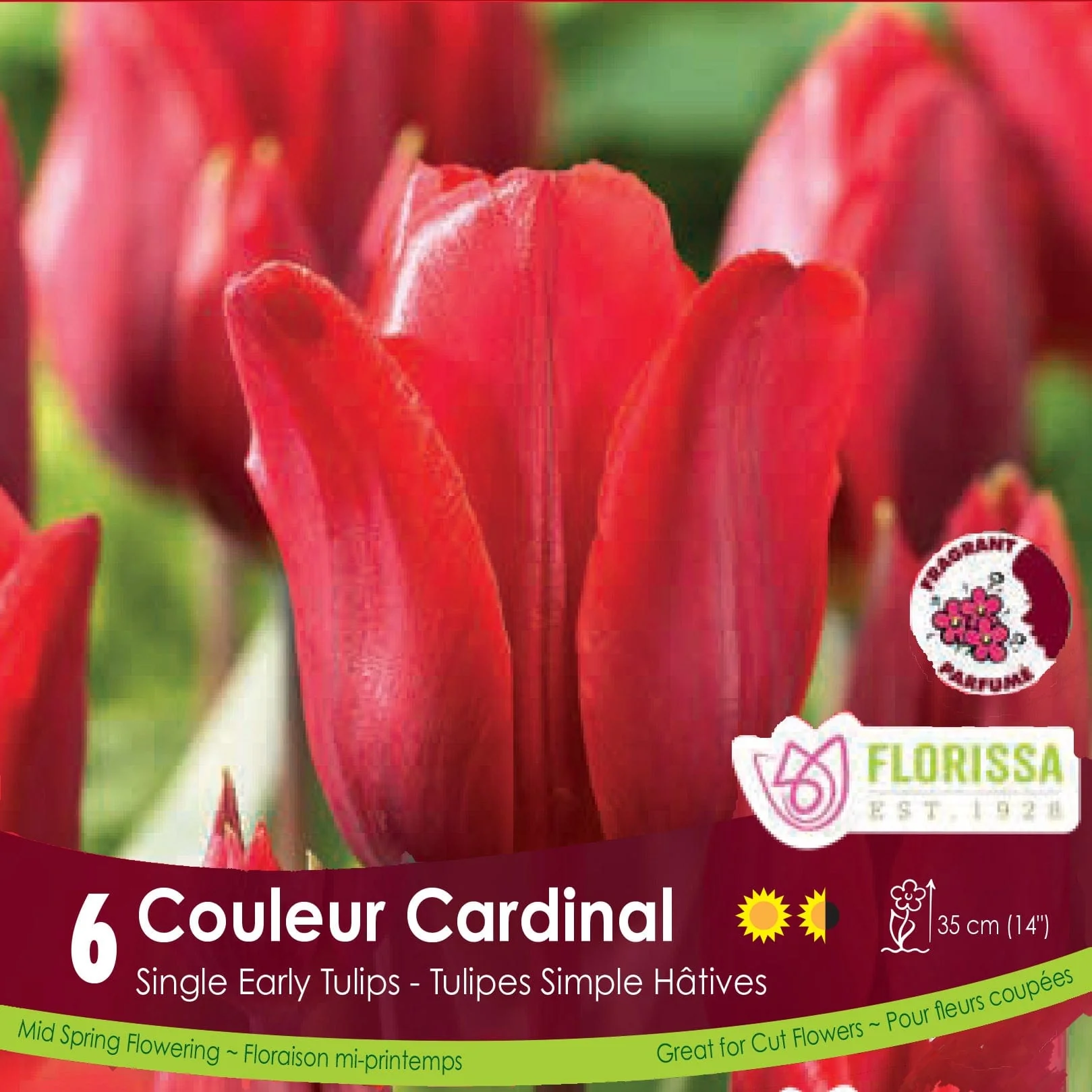 Tulip - Couleur Cardinal, 6 Pack
