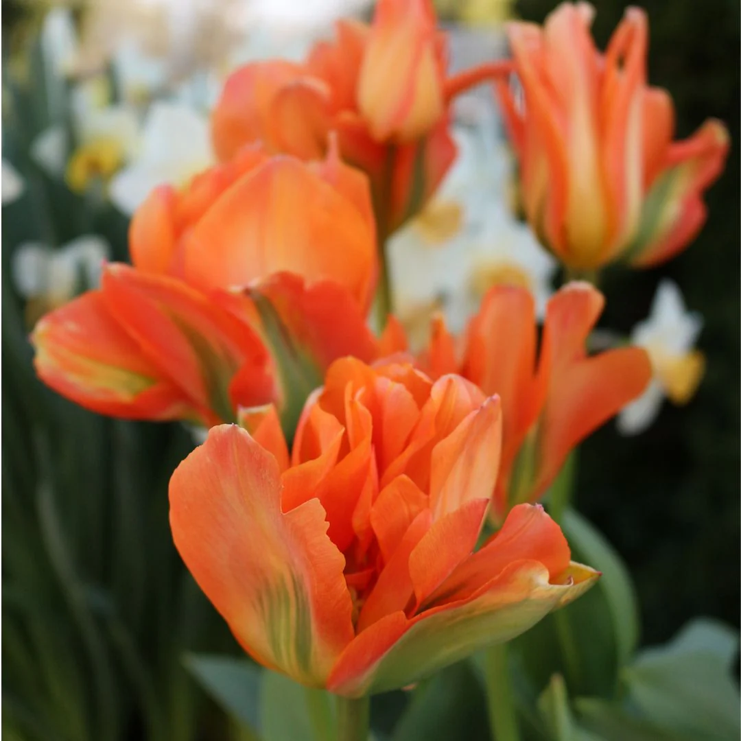 Tulip - Disneyland Paris, 6 Pack - Image 2