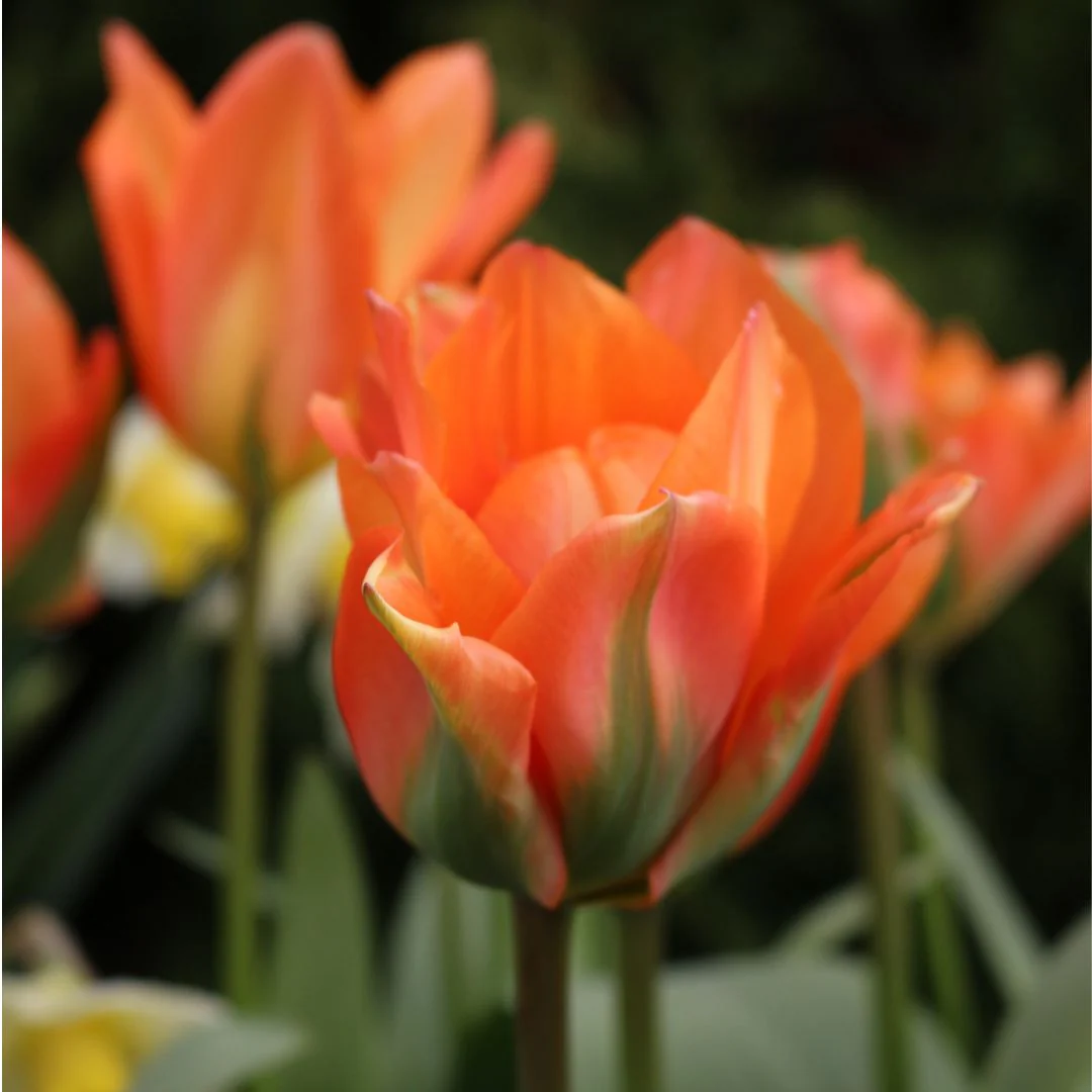 Tulip - Disneyland Paris, 6 Pack - Image 3