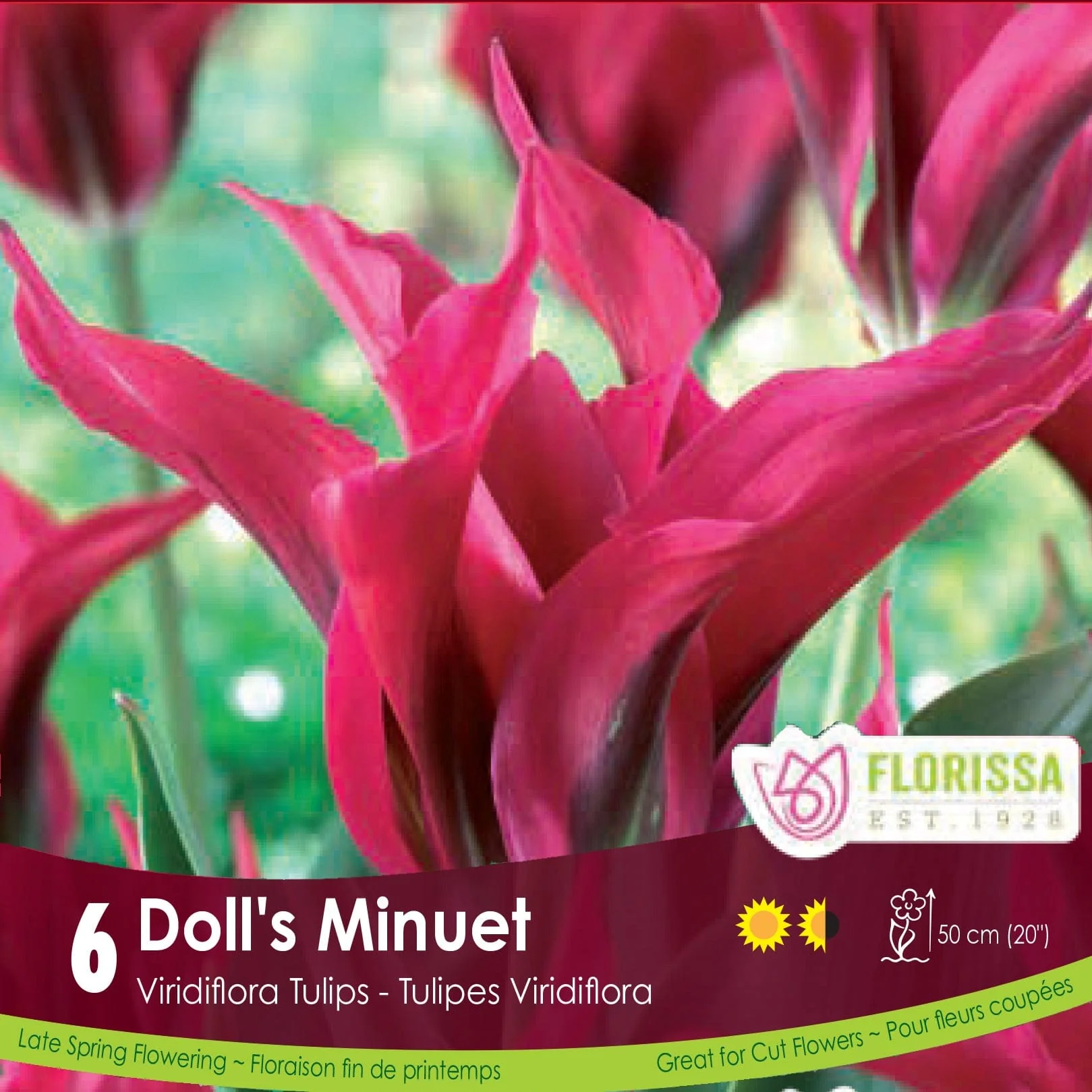Tulip - Doll's Minuet, 6 Pack