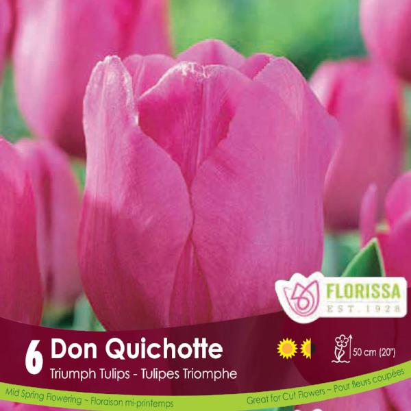Tulip - Don Quichotte, 6 Pack