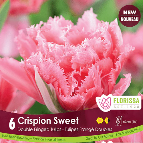 Tulip - Crispion Sweet, 6 Pack