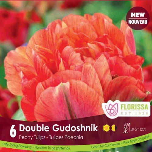 Tulip - Double Gudoshnik, 6 Pack