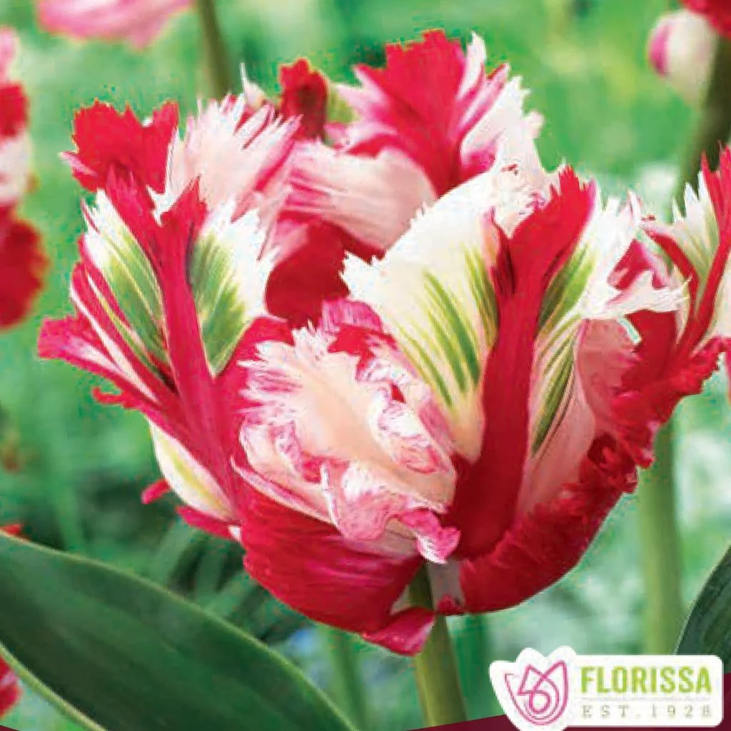Tulip - Estella Rynveld, 6 Pack - Image 2